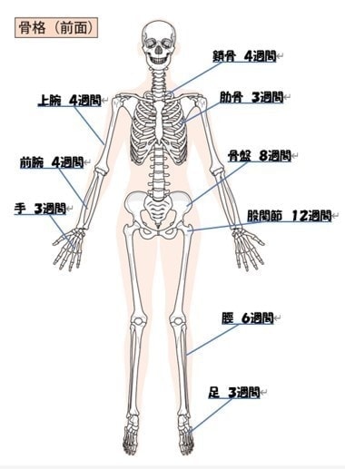 目安骨癒合