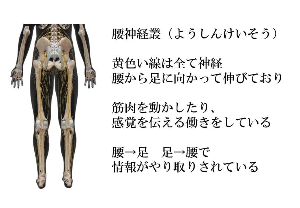 腰神経叢