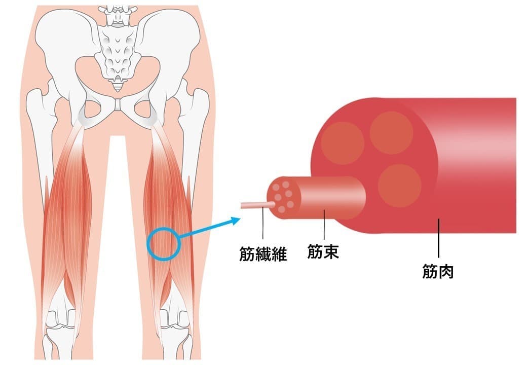筋繊維